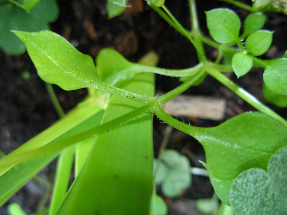 Stellaria pallida / Centocchio senza petali